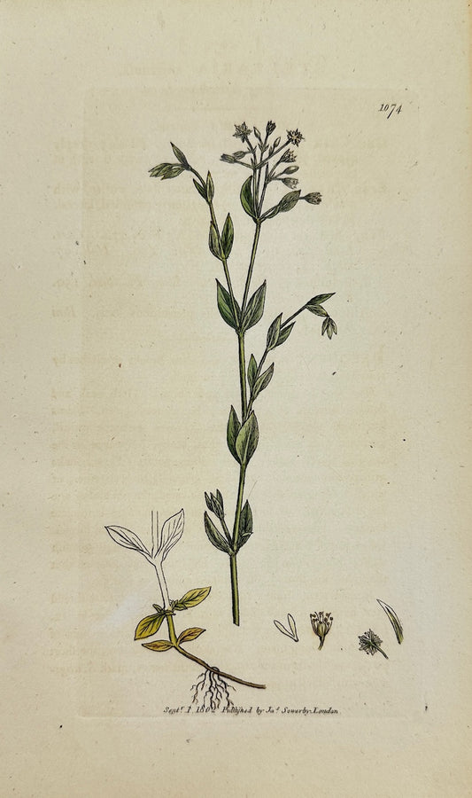 Antique Print - James Sowerby - Stellaria Uliginofa - Bog Stitchwort - F1