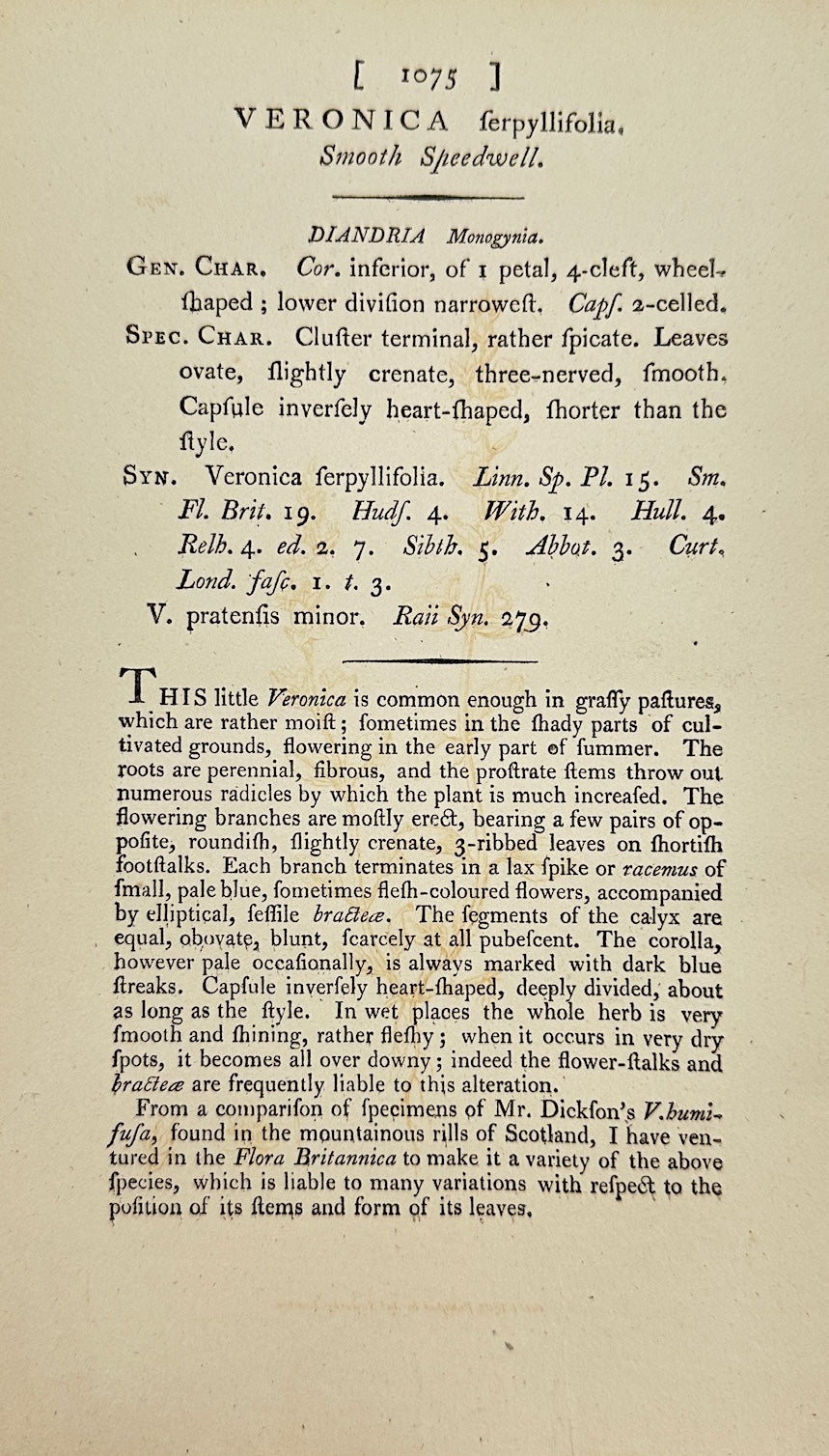 Antique Print - James Sowerby - Veronica Ferpyllifolia - Smooth Speedwell - F1