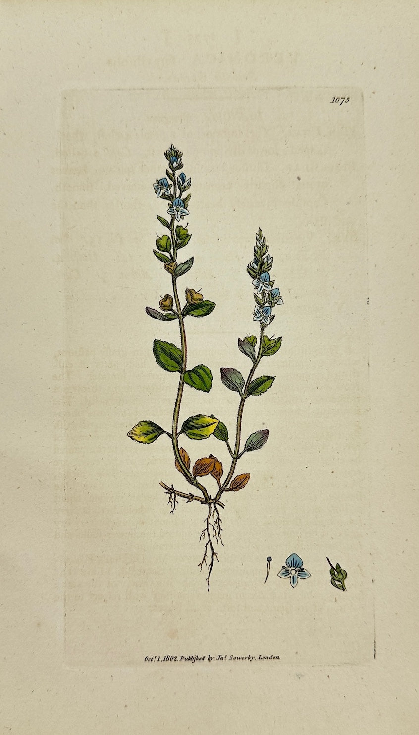 Antique Print - James Sowerby - Veronica Ferpyllifolia - Smooth Speedwell - F1