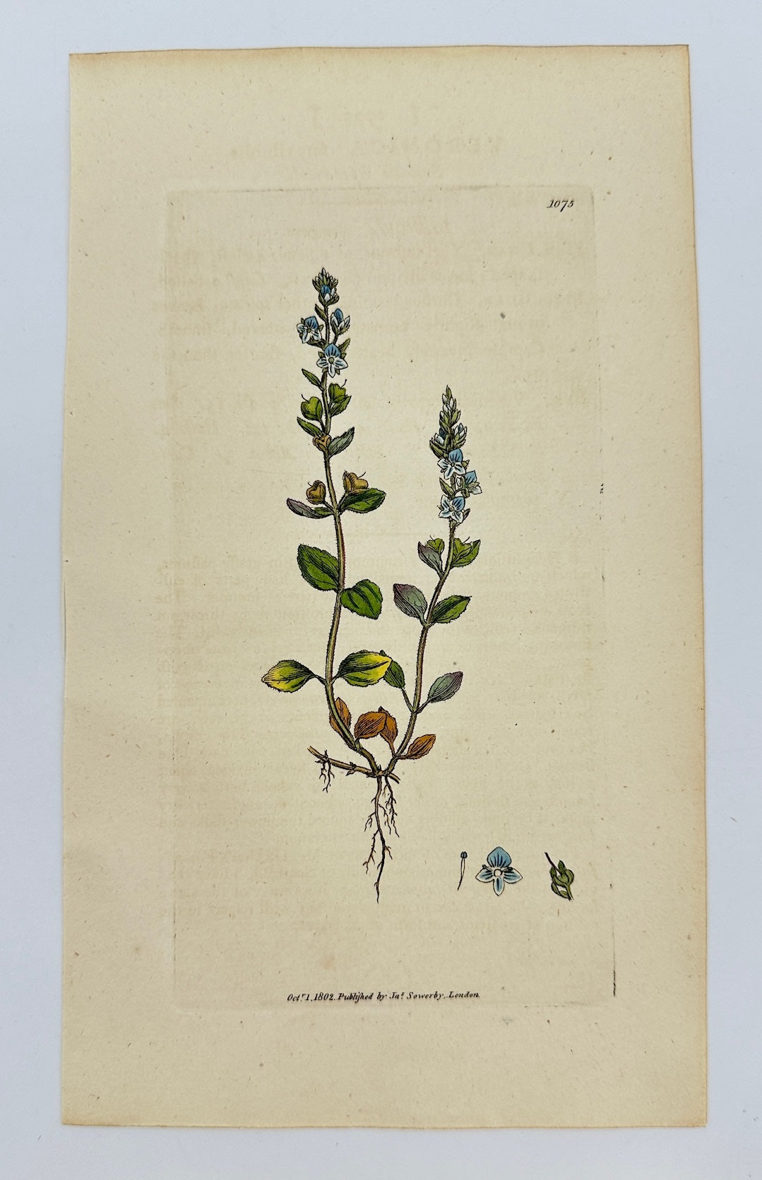 Antique Print - James Sowerby - Veronica Ferpyllifolia - Smooth Speedwell - F1
