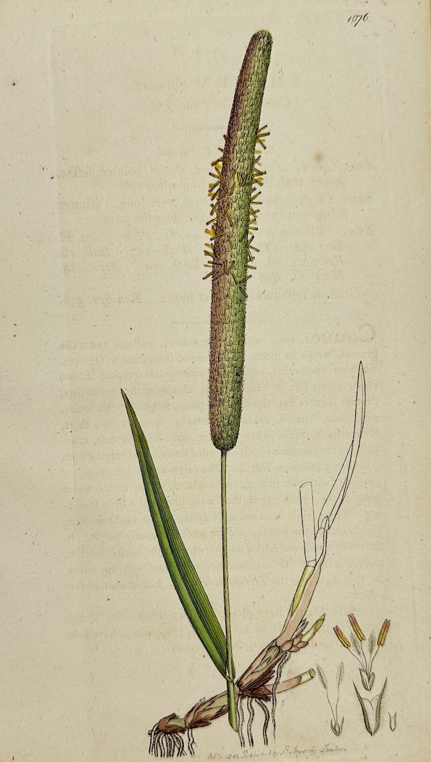 Antique Print - James Sowerby - Phleum Pratenſe - Common Cat's-tail-grafs - F1