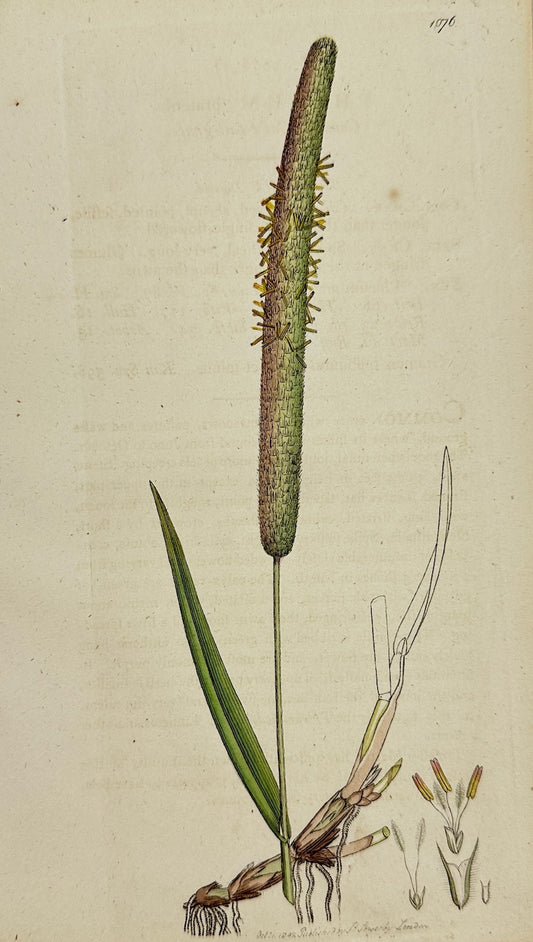Antique Print - James Sowerby - Phleum Pratenſe - Common Cat's-tail-grafs - F1