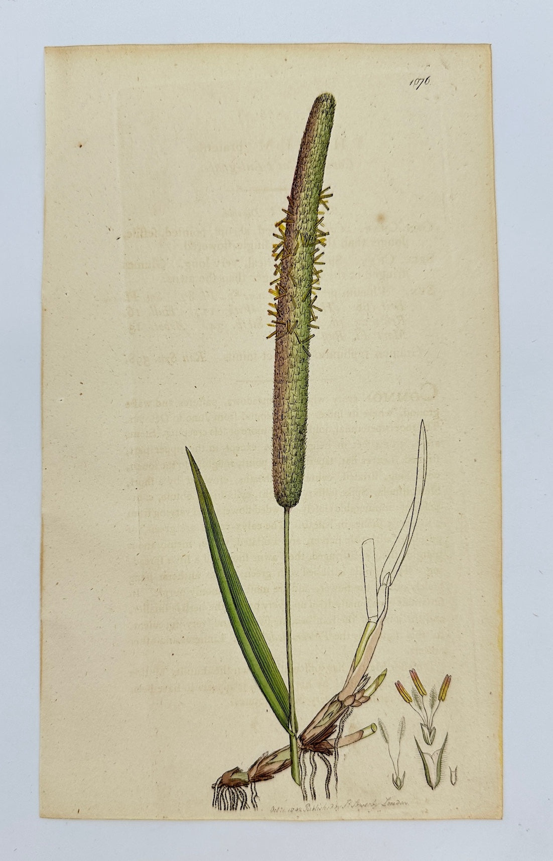 Antique Print - James Sowerby - Phleum Pratenſe - Common Cat's-tail-grafs - F1