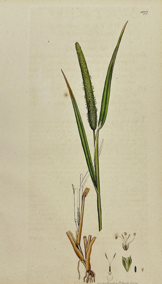 Antique Print - Sowerby - Phleum Paniculaturi - Panicled Cat's-tail-grafs - F1