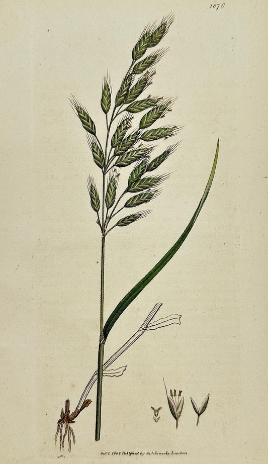 Antique Botanical Print - James Sowerby - Bromus Mollis - Soft Brome-grafs - F1