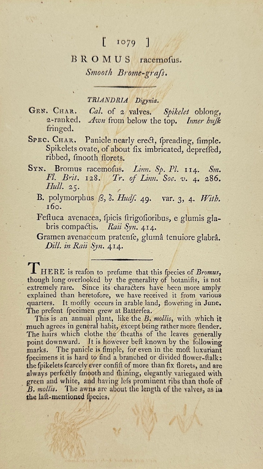 Antique Print - James Sowerby - Bromus Racemofus - Smooth Brome-grass - F1