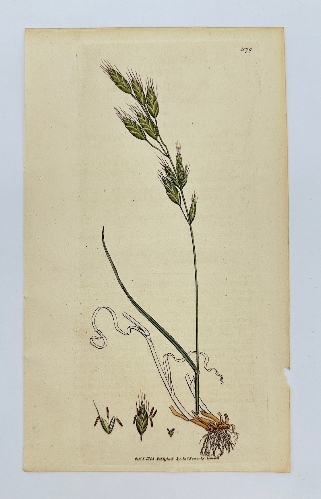 Antique Print - James Sowerby - Bromus Racemofus - Smooth Brome-grass - F1