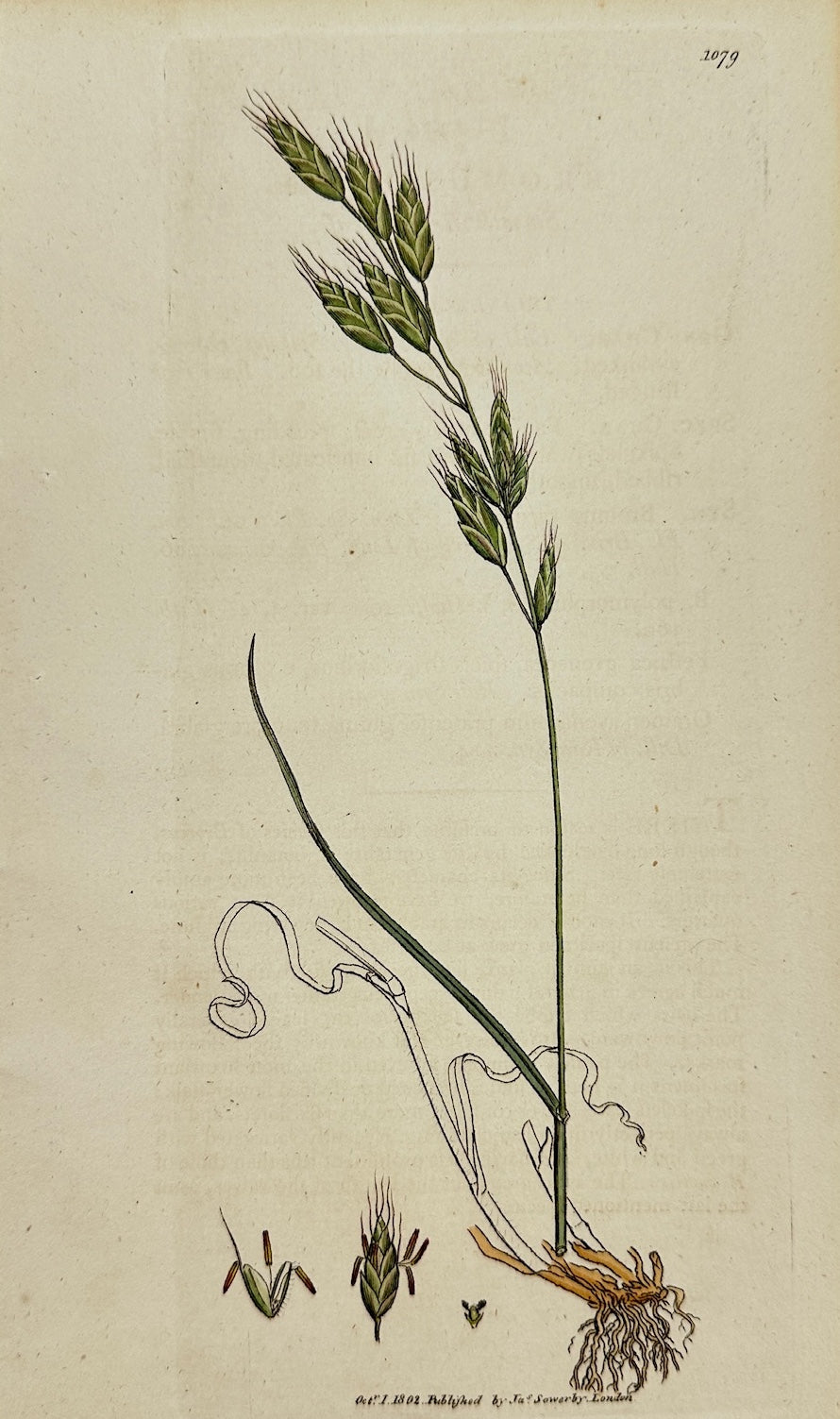 Antique Print - James Sowerby - Bromus Racemofus - Smooth Brome-grass - F1
