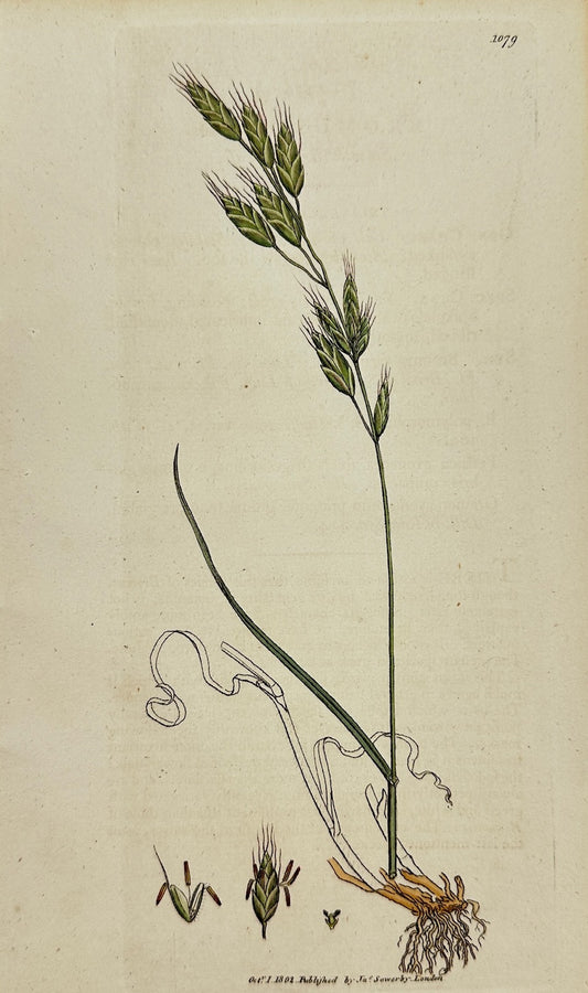 Antique Print - James Sowerby - Bromus Racemofus - Smooth Brome-grass - F1