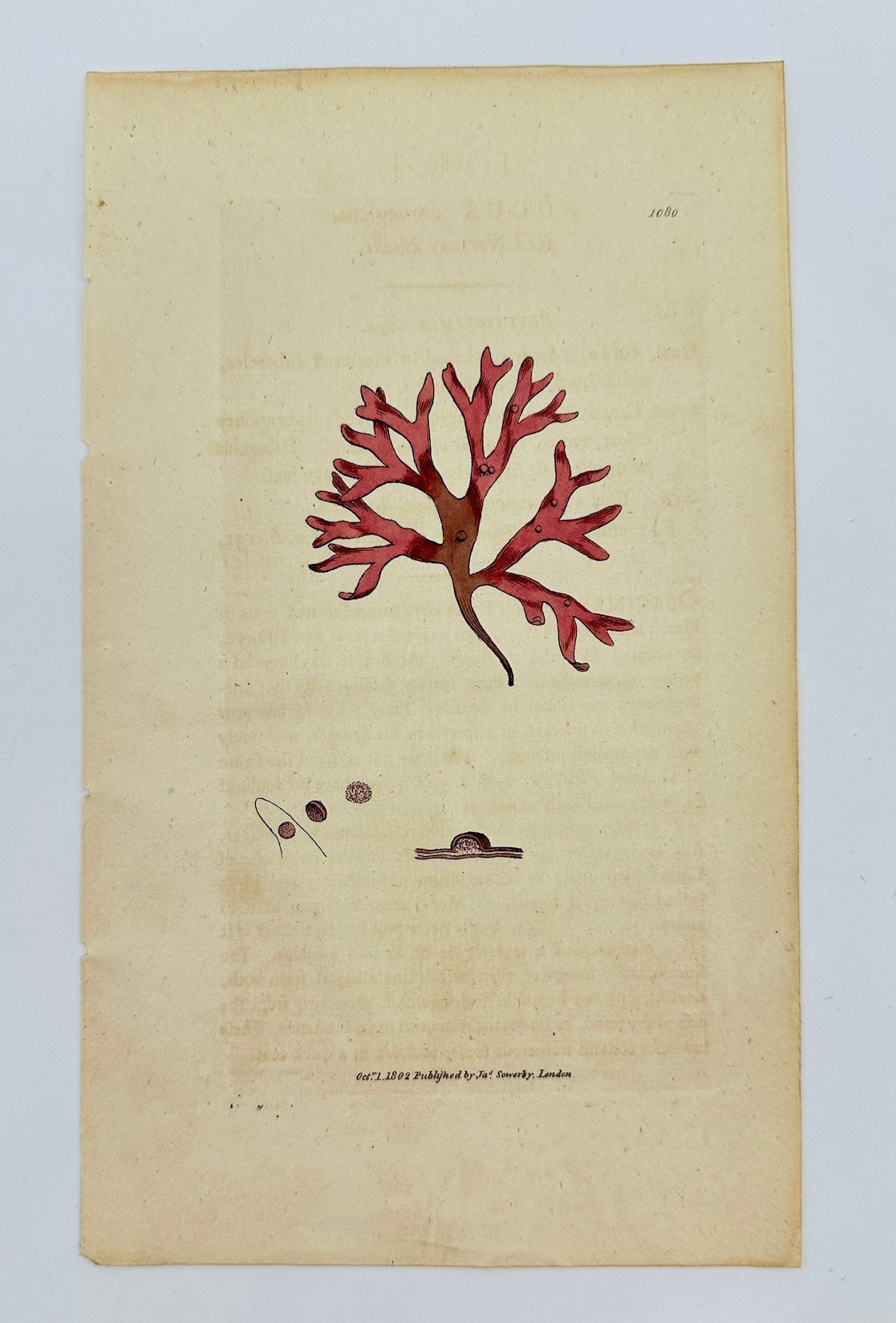 Antique Print - James Sowerby - Fucus Norvegicus - Red Norway Fucus - F1
