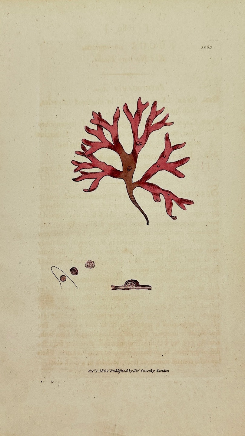 Antique Print - James Sowerby - Fucus Norvegicus - Red Norway Fucus - F1