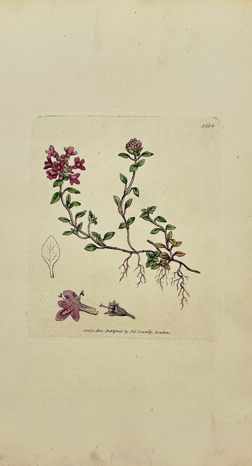Antique Botanical Print - James Sowerby - Thymus Serpyllum - Wild Thyme - F1