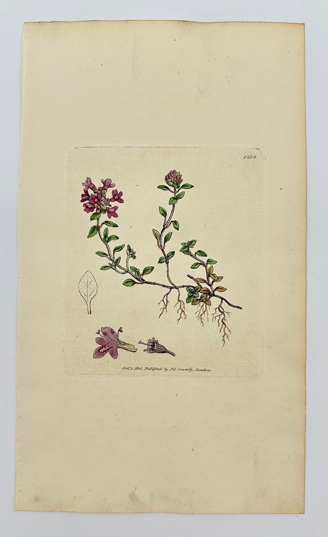 Antique Botanical Print - James Sowerby - Thymus Serpyllum - Wild Thyme - F1