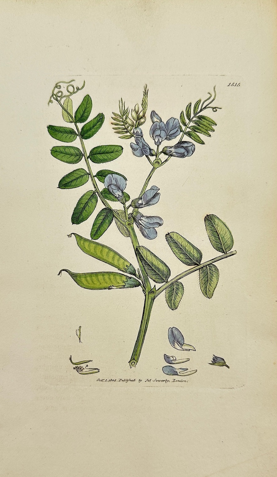 Antique Botanical Print - James Sowerby - Vicia Sepium - Bush Vetch - F1