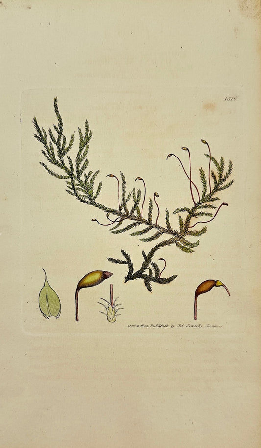 Antique Print - Sowerby - Hypnum Piliferum - Hair-pointed Feather-moss - F1