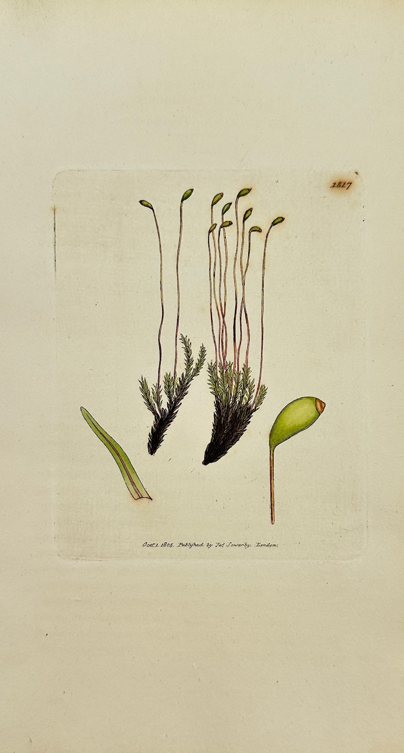 Antique Print - Sowerby - Bryum Trichodes - Long Capillary Thread-moss - F1