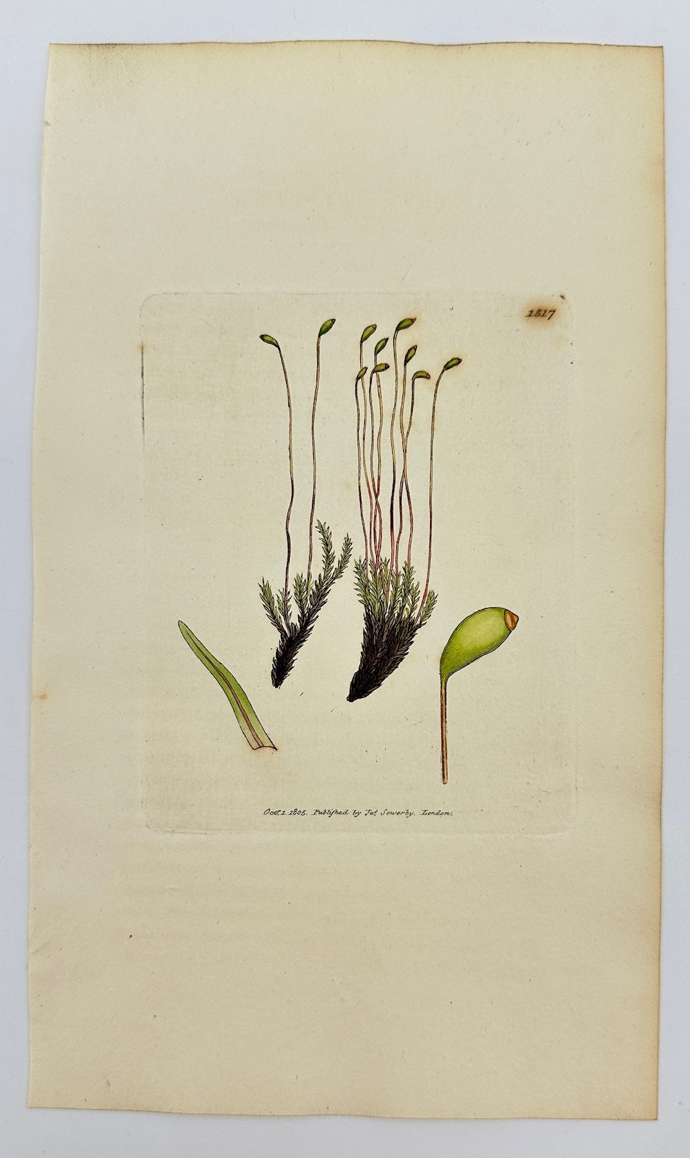 Antique Print - Sowerby - Bryum Trichodes - Long Capillary Thread-moss - F1