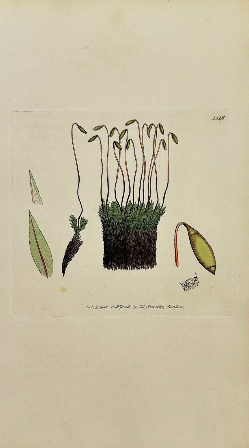 Antique Print - Sowerby - Bryum Bimum - Long-stalked Bog Thread-moss - F1