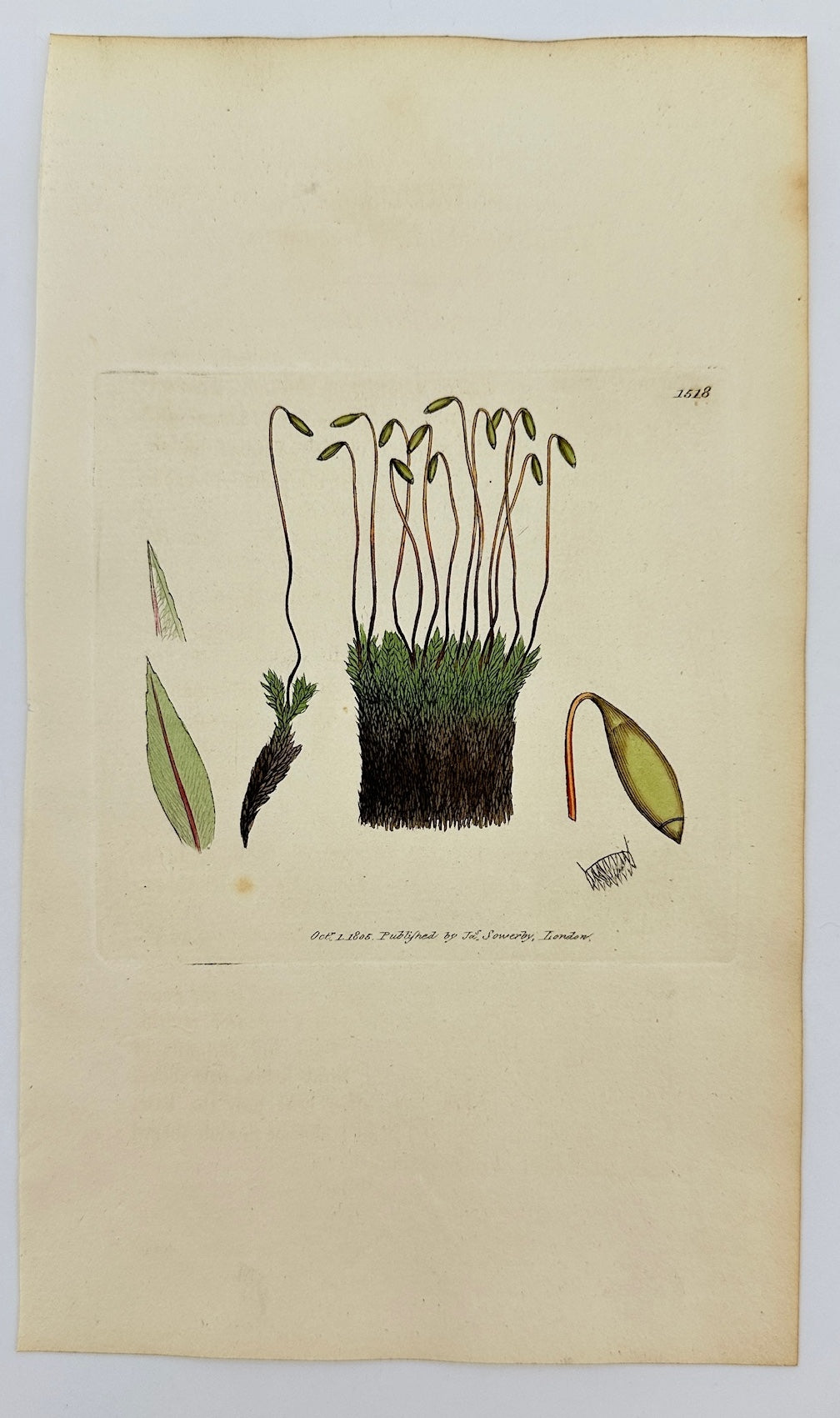 Antique Print - Sowerby - Bryum Bimum - Long-stalked Bog Thread-moss - F1