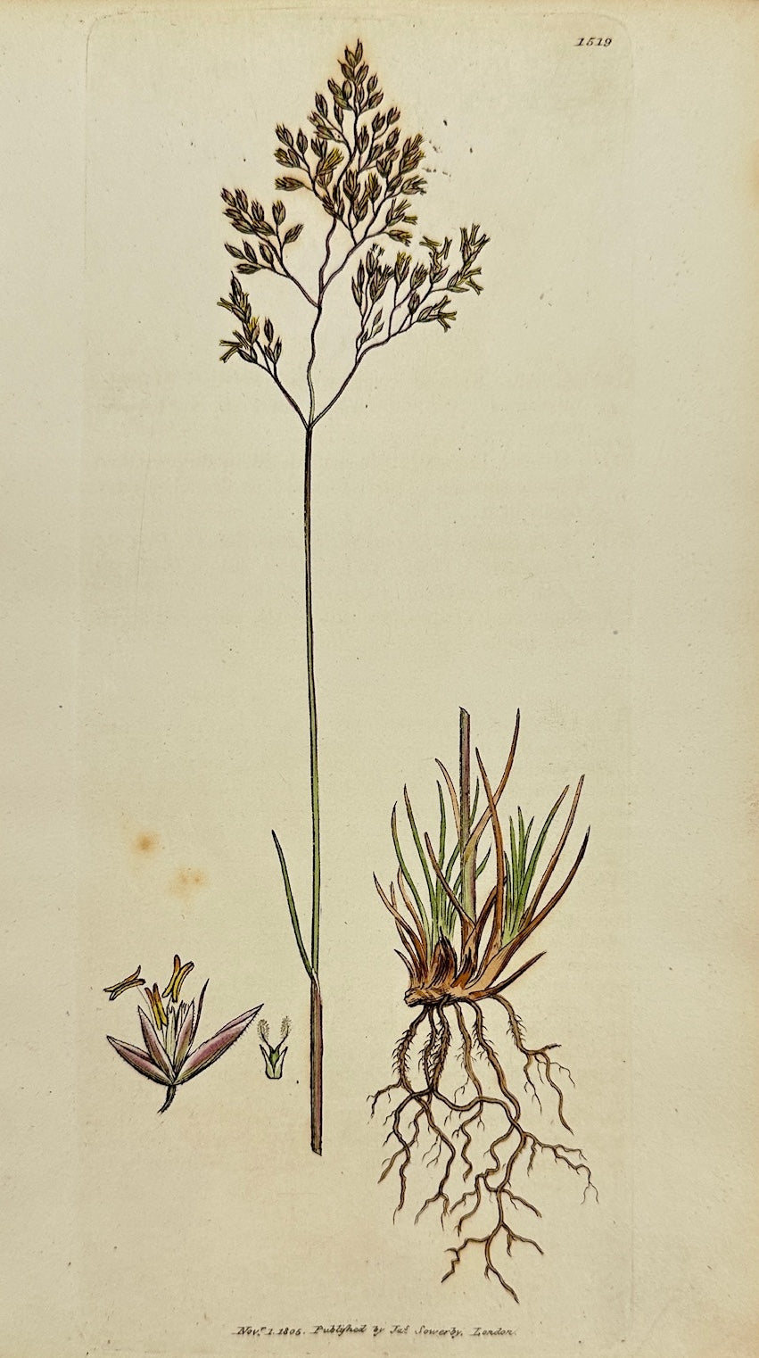 Antique Print - James Sowerby - Aira Flexuosa - Waved Mountain Hair-grass - F1