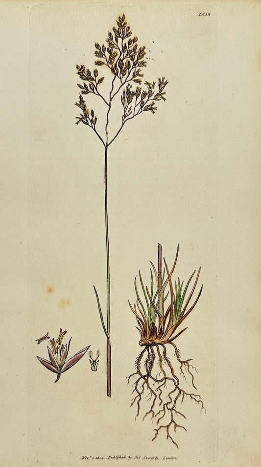 Antique Print - James Sowerby - Aira Flexuosa - Waved Mountain Hair-grass - F1