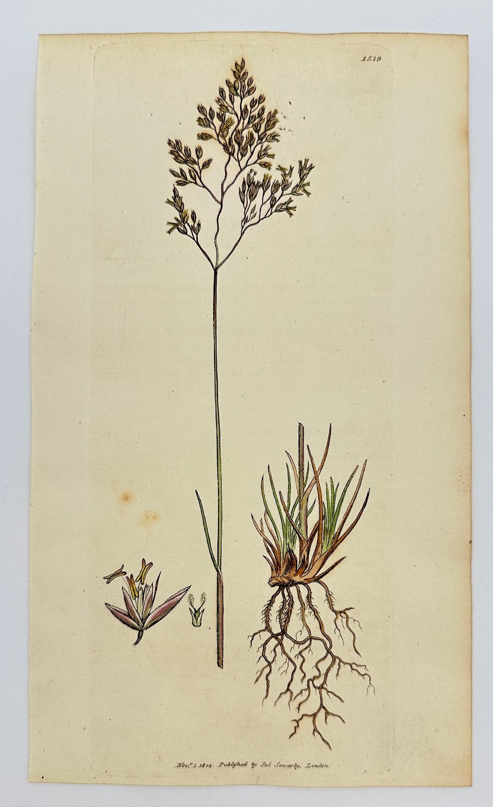 Antique Print - James Sowerby - Aira Flexuosa - Waved Mountain Hair-grass - F1