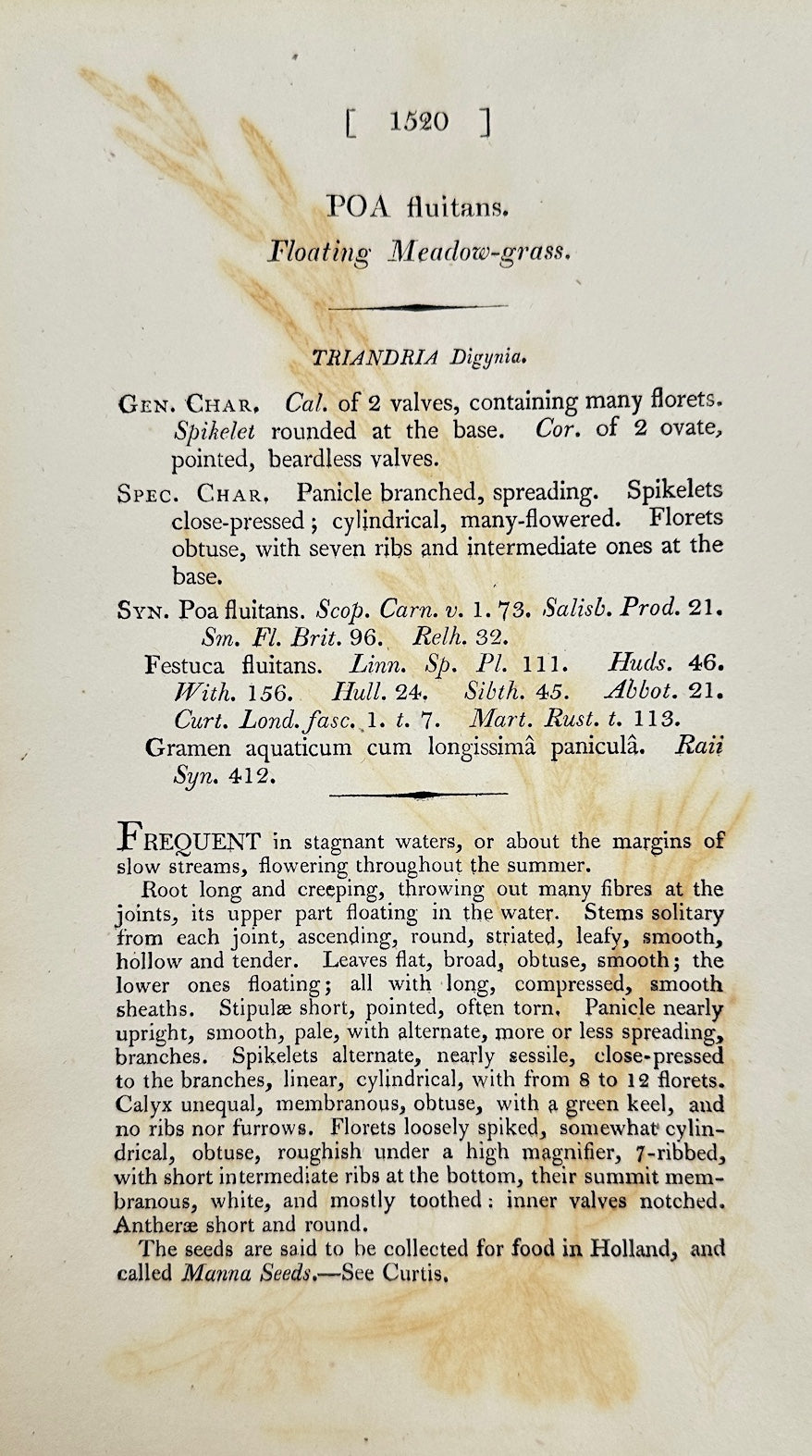 Antique Print - James Sowerby - Poa Fluitans - Floating Meadow-grass - F1