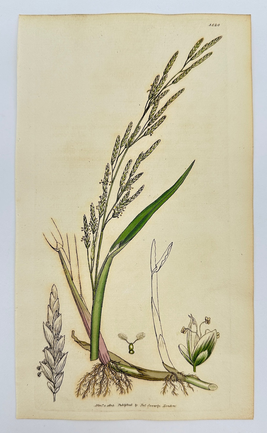 Antique Print - James Sowerby - Poa Fluitans - Floating Meadow-grass - F1