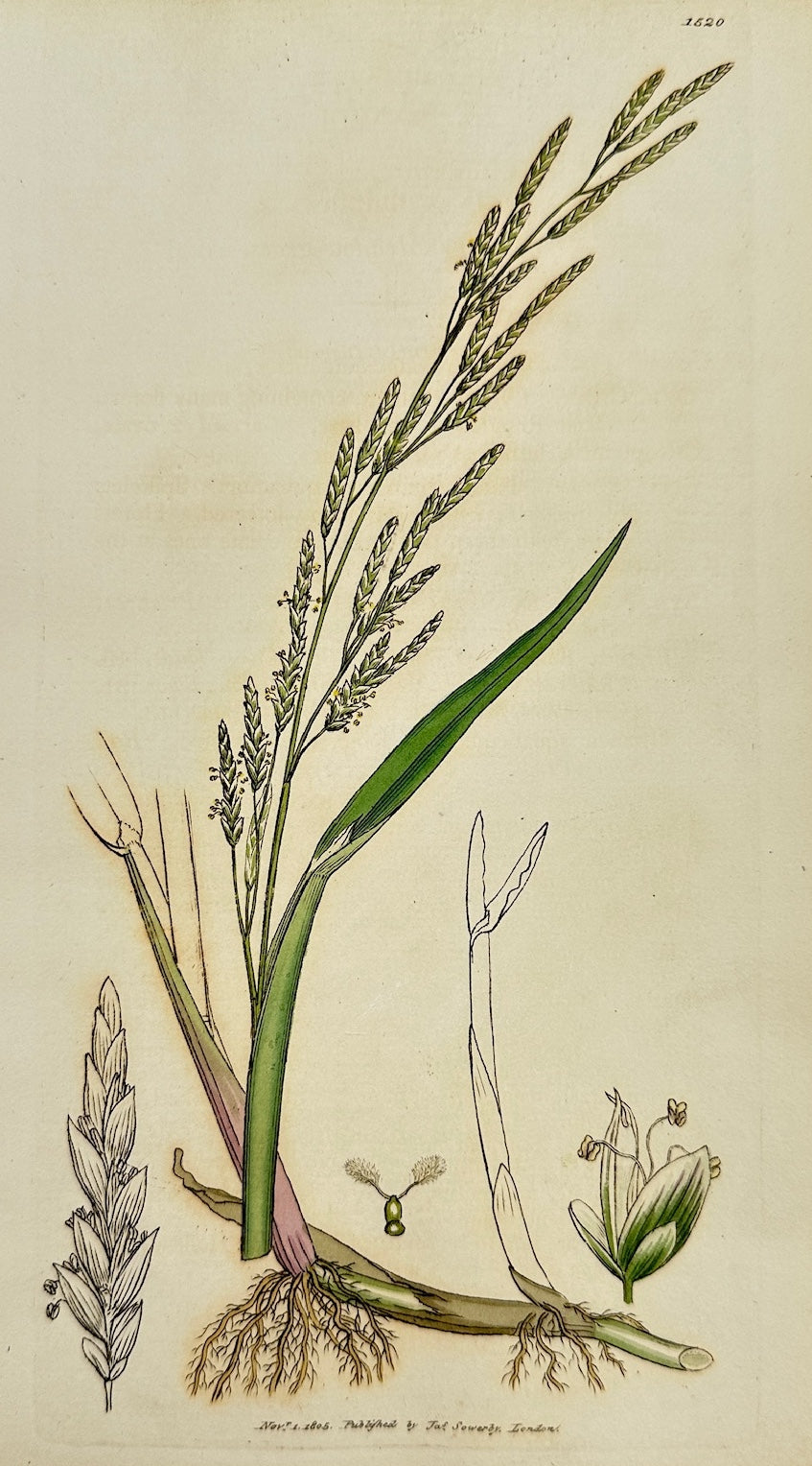 Antique Print - James Sowerby - Poa Fluitans - Floating Meadow-grass - F1