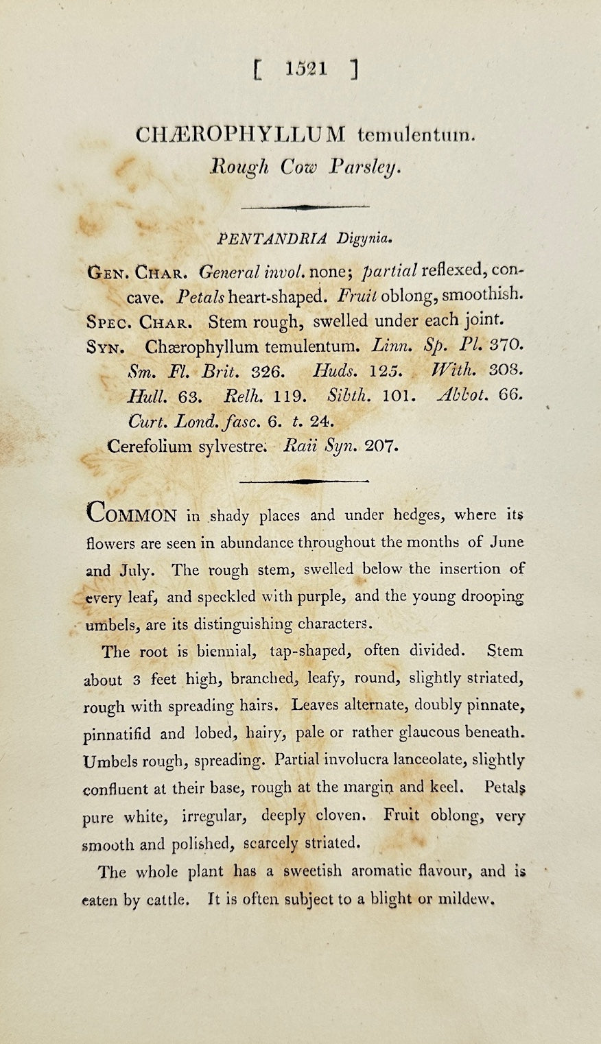 Antique Print - James Sowerby - Chaerophyllum Temulentum - Rough Chervil - F1