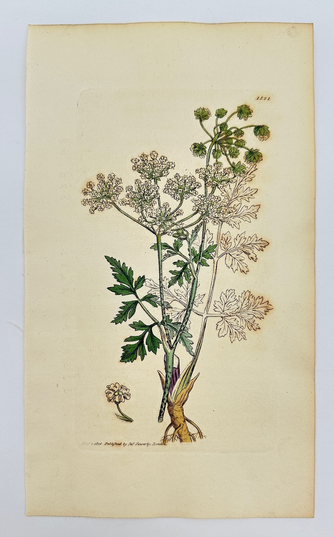 Antique Print - James Sowerby - Chaerophyllum Temulentum - Rough Chervil - F1