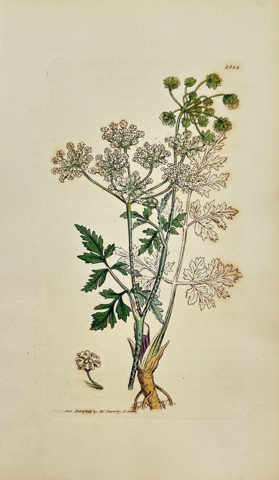 Antique Print - James Sowerby - Chaerophyllum Temulentum - Rough Chervil - F1