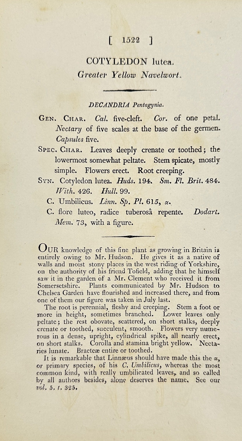 Antique Print - James Sowerby - Cotyledon Lutea - Greater Yellow Navelwort - F1