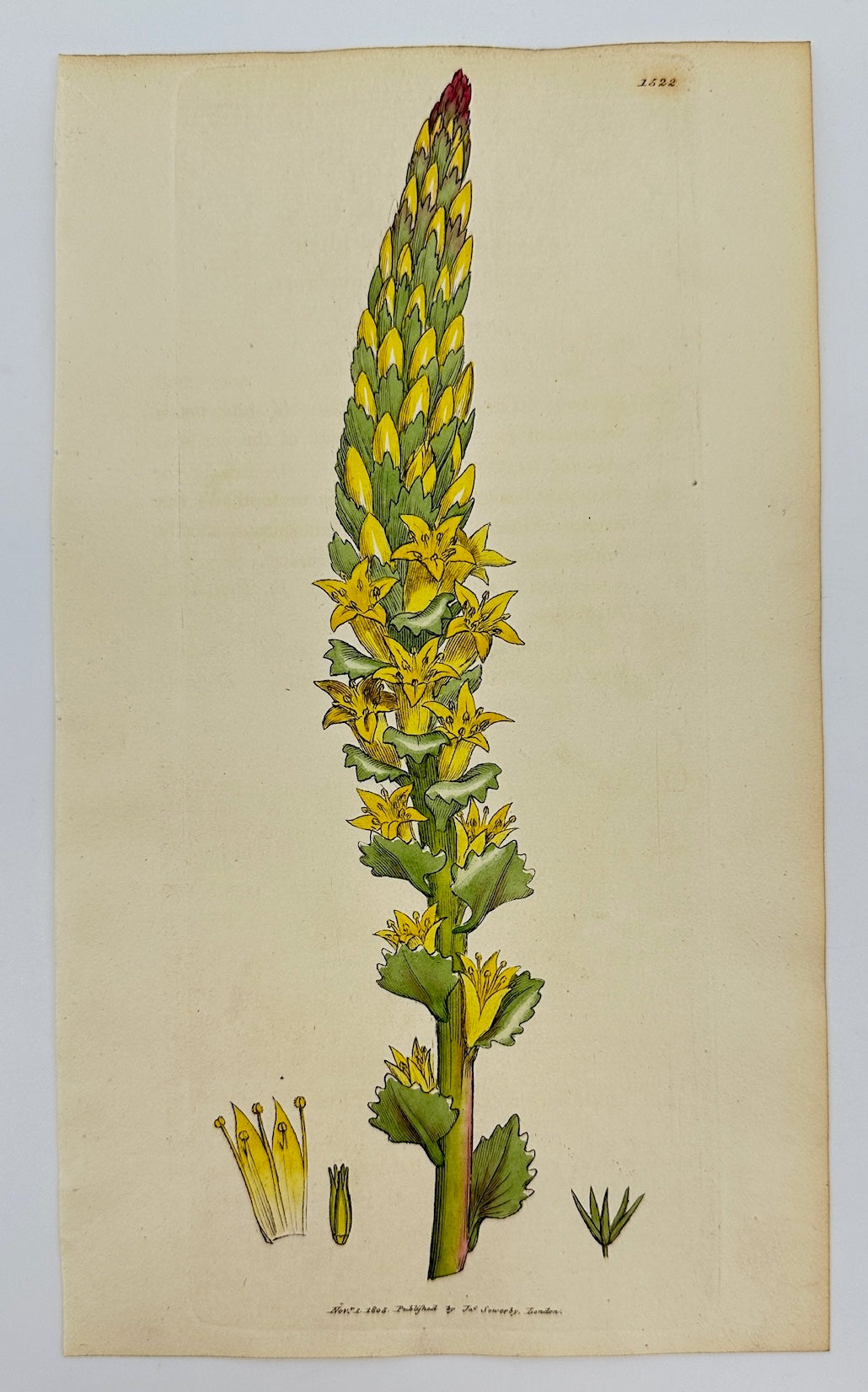 Antique Print - James Sowerby - Cotyledon Lutea - Greater Yellow Navelwort - F1