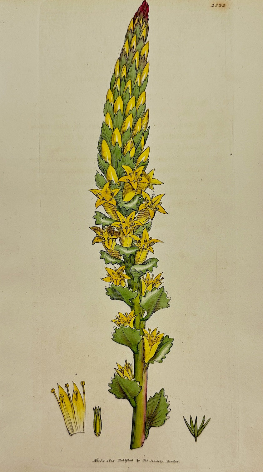 Antique Print - James Sowerby - Cotyledon Lutea - Greater Yellow Navelwort - F1