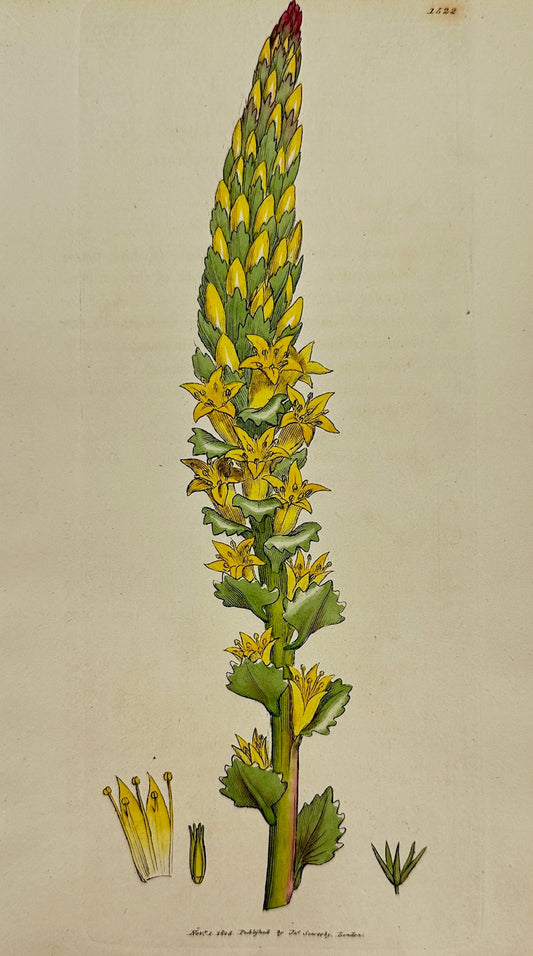 Antique Print - James Sowerby - Cotyledon Lutea - Greater Yellow Navelwort - F1
