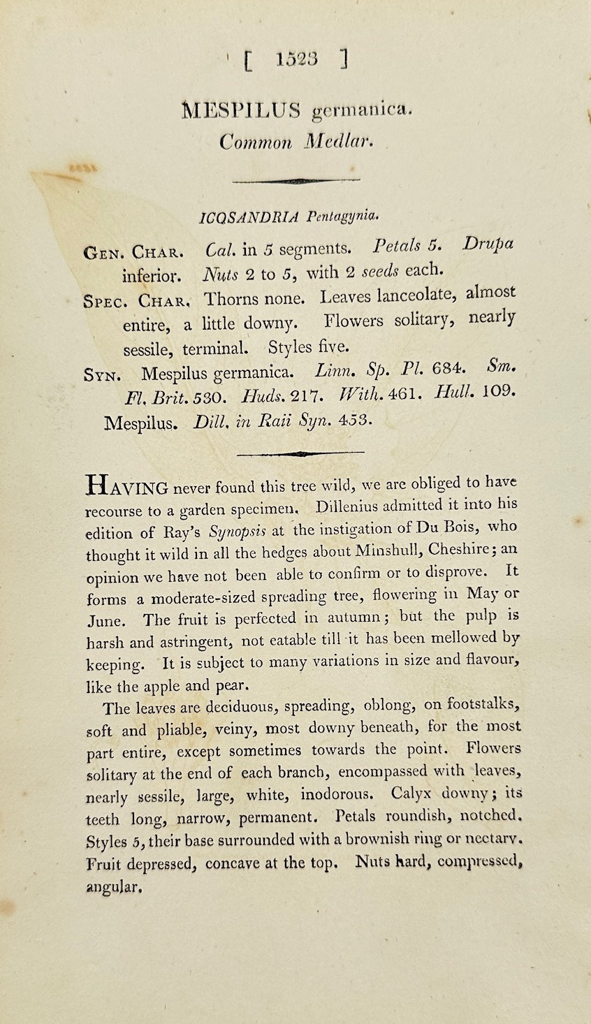 Antique Print - James Sowerby - Mespilus Germanica - Common Medlar - F1