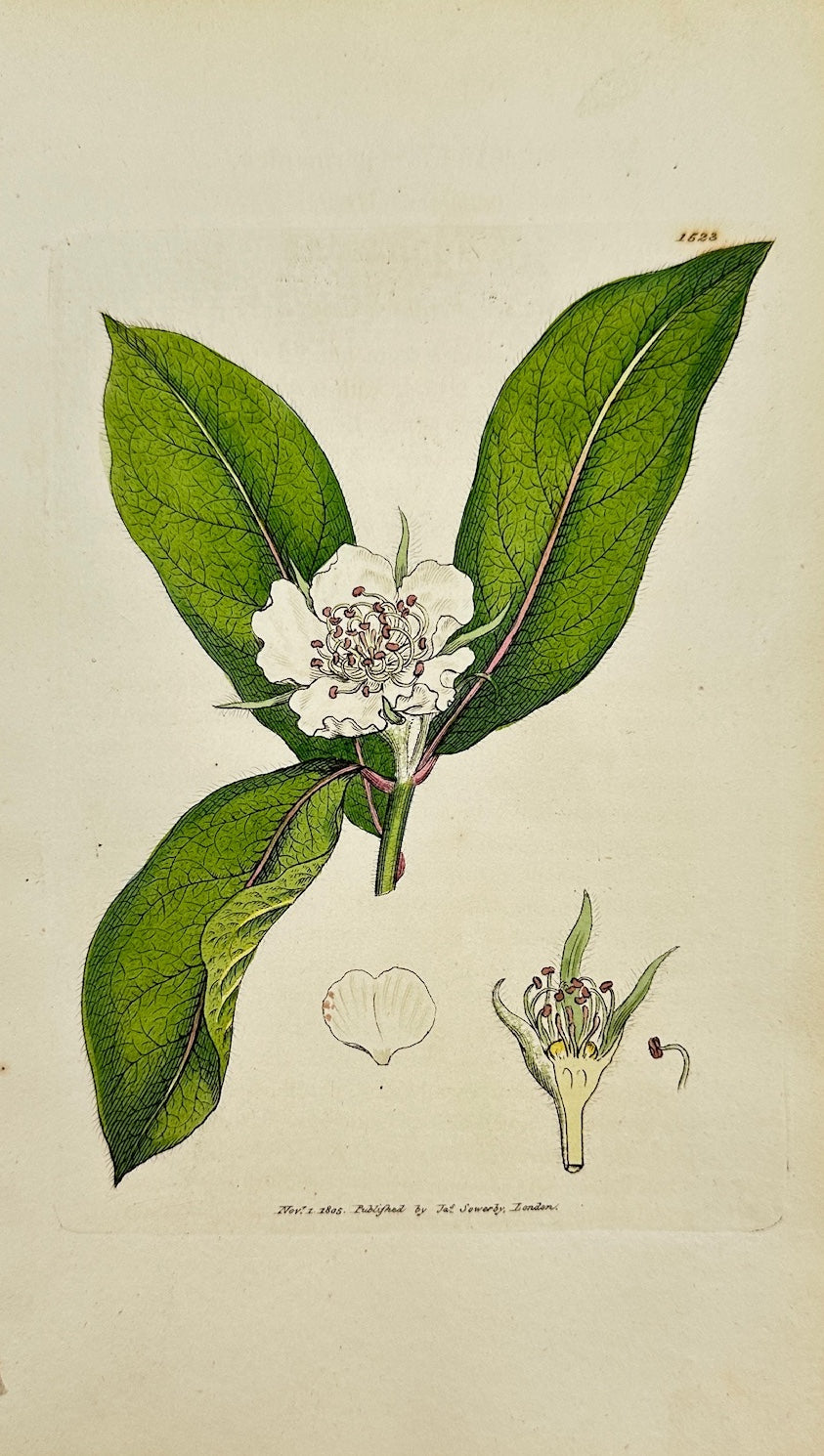 Antique Print - James Sowerby - Mespilus Germanica - Common Medlar - F1