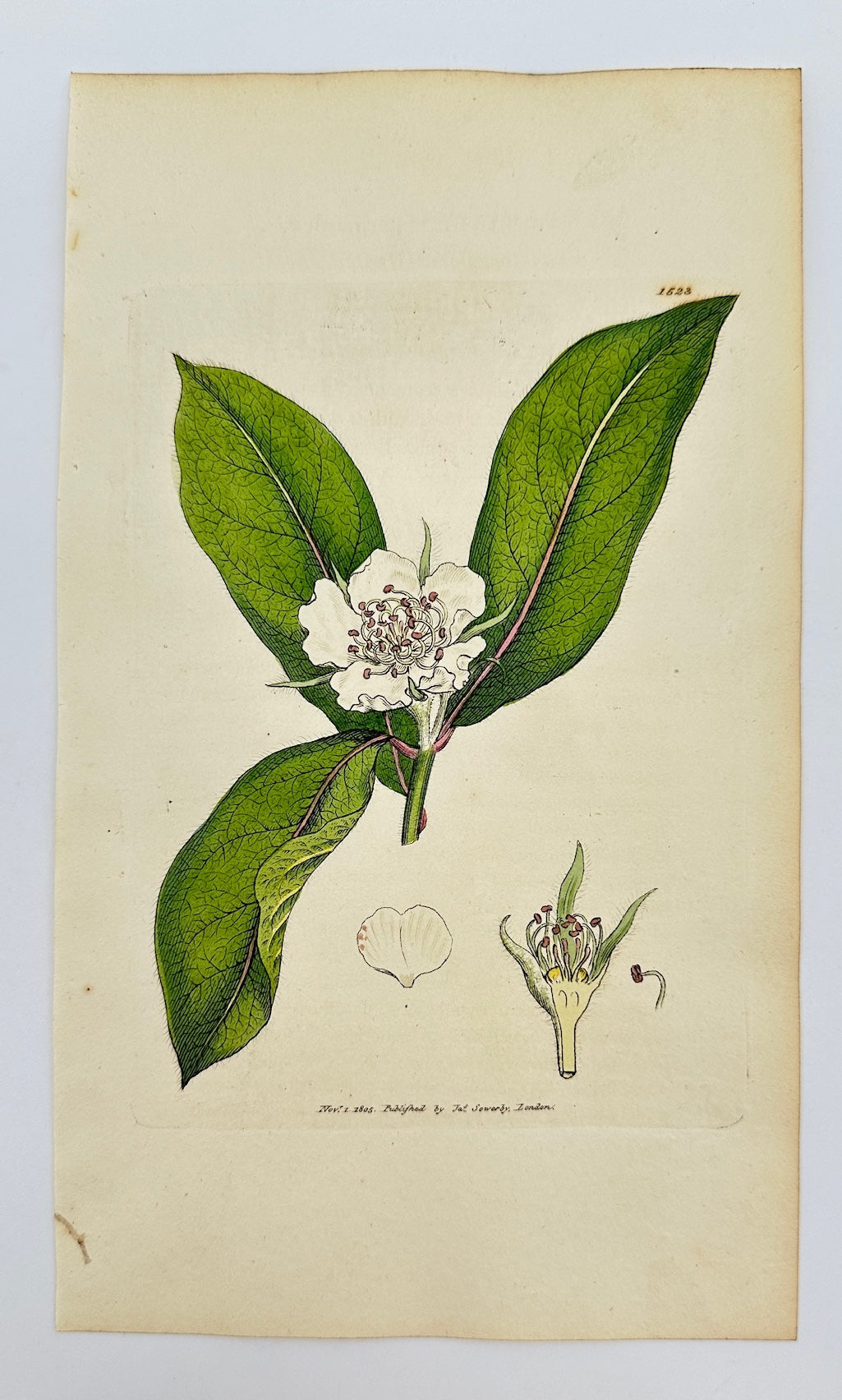 Antique Print - James Sowerby - Mespilus Germanica - Common Medlar - F1