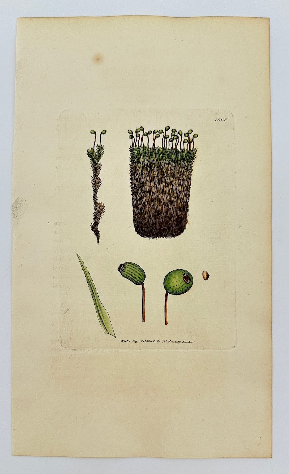 Antique Print - James Sowerby - Bartramia Crispa - Curled Bartramia - F1