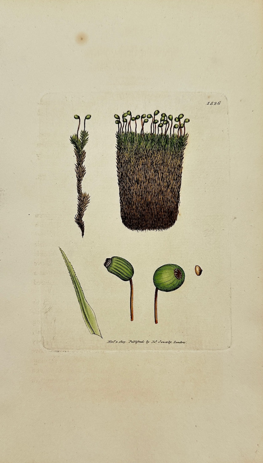 Antique Print - James Sowerby - Bartramia Crispa - Curled Bartramia - F1