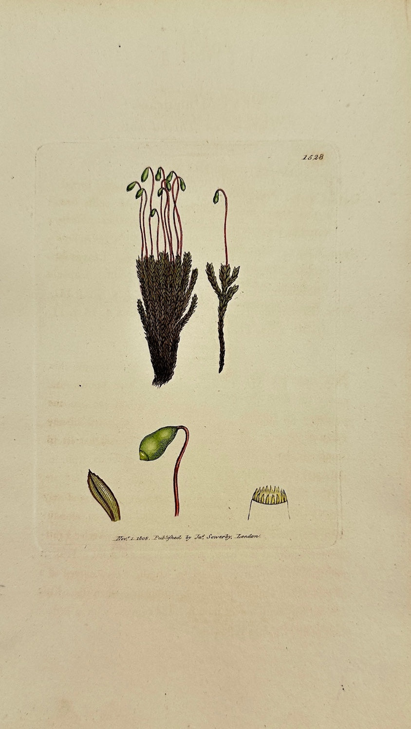 Antique Print - James Sowerby - Bryum Nigricans - Dark-green Thread-moss - F1