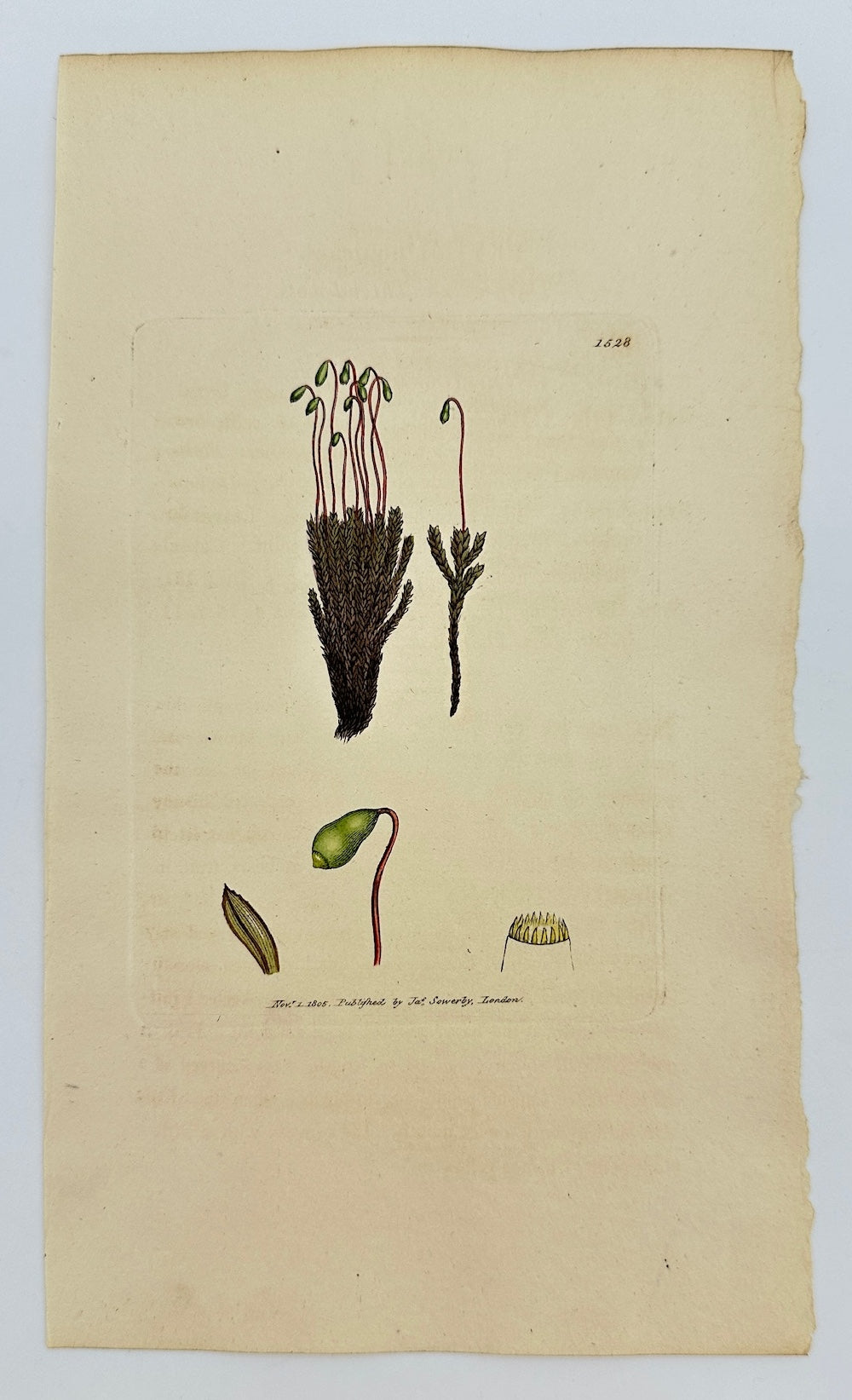 Antique Print - James Sowerby - Bryum Nigricans - Dark-green Thread-moss - F1