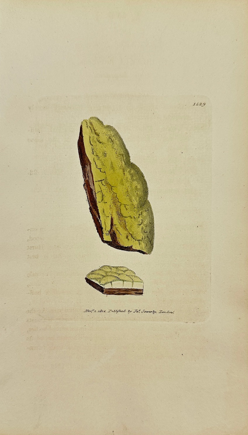 Antique Print - James Sowerby - Lepraria Lutescen - Yellowish Lepraria - F1