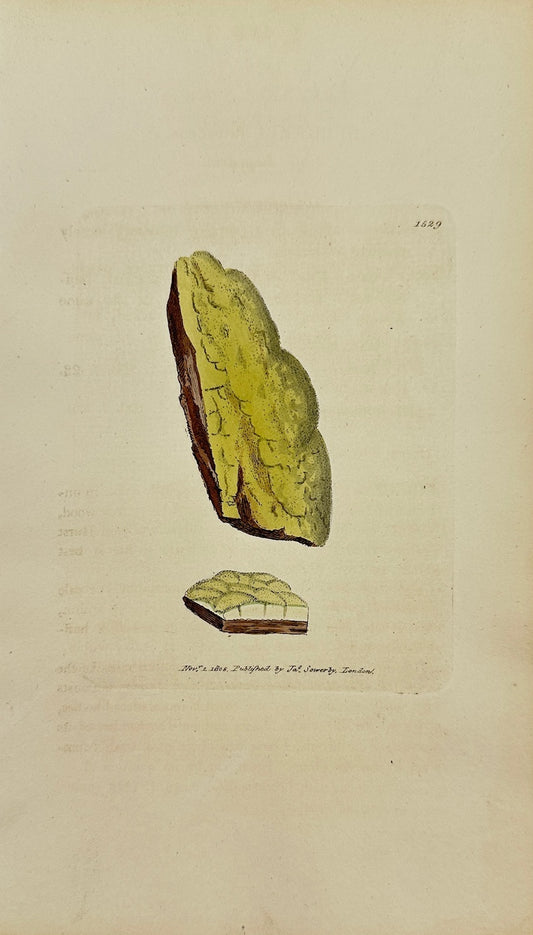 Antique Print - James Sowerby - Lepraria Lutescen - Yellowish Lepraria - F1
