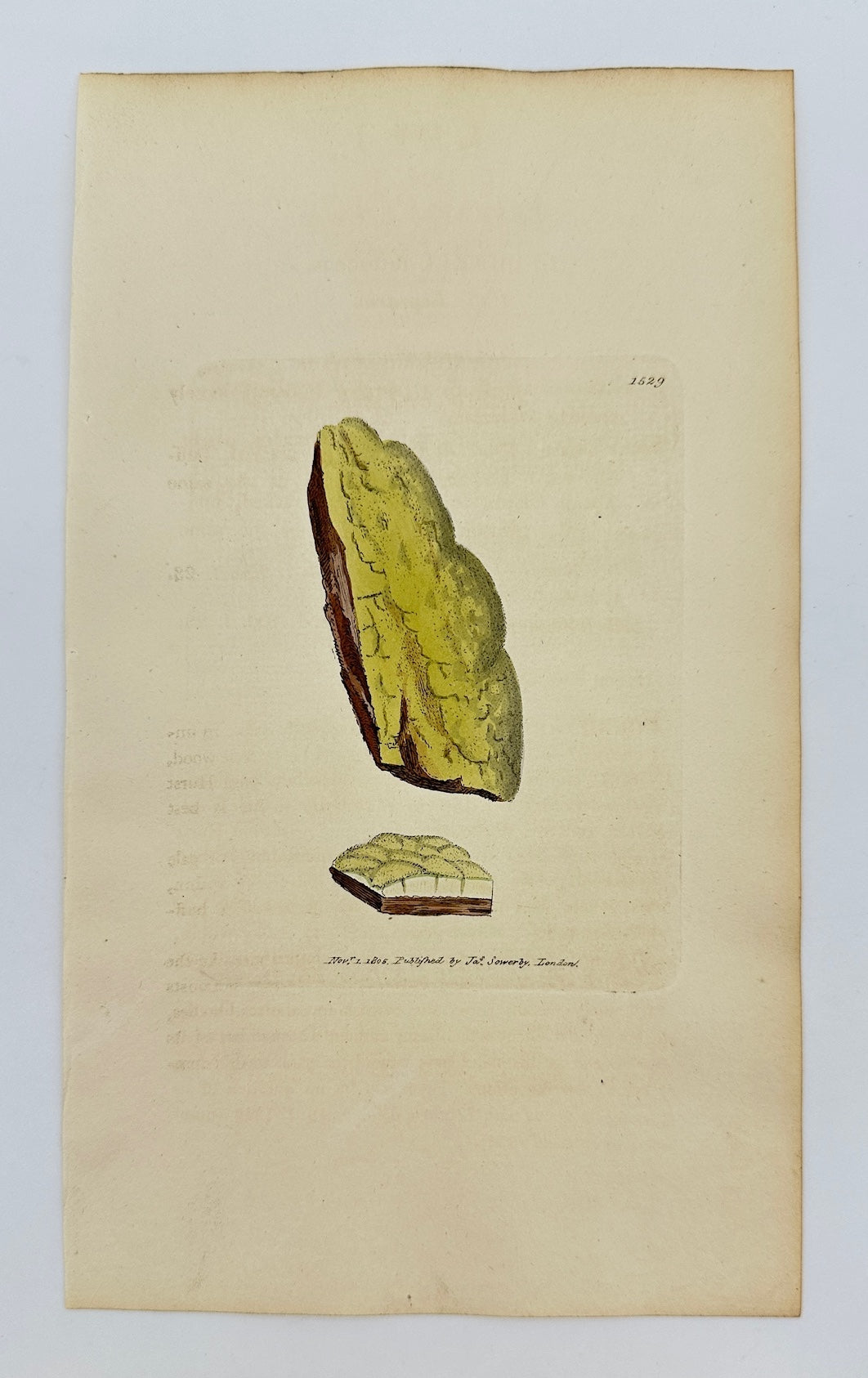 Antique Print - James Sowerby - Lepraria Lutescen - Yellowish Lepraria - F1