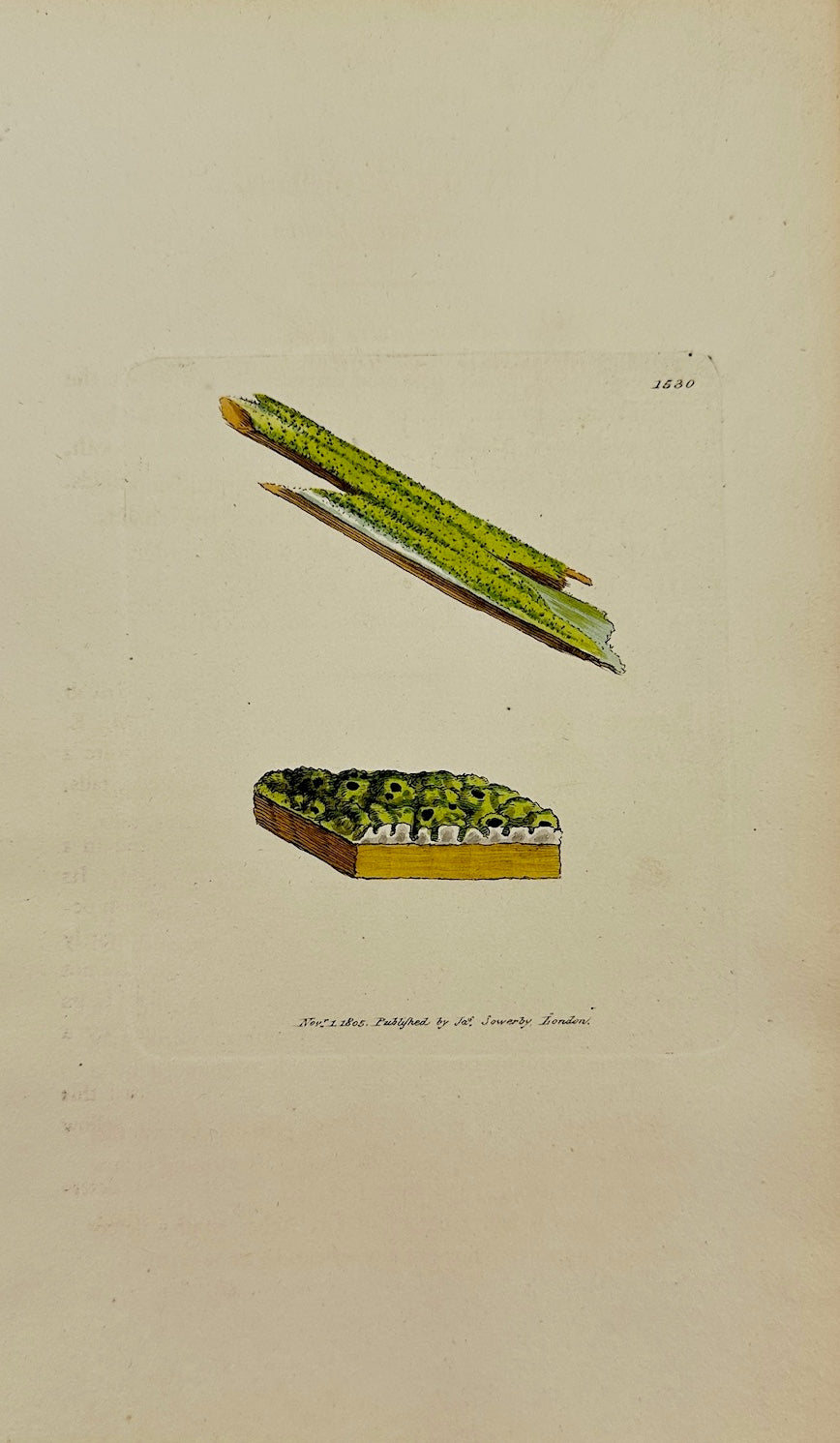 Antique Print - James Sowerby - Lichen Tigillaris - Yellow Rail Lichen - F1
