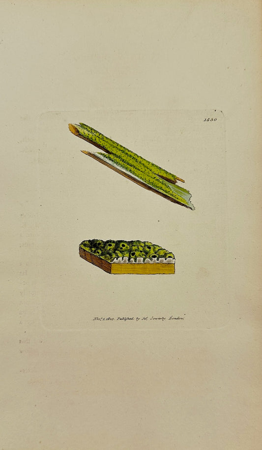 Antique Print - James Sowerby - Lichen Tigillaris - Yellow Rail Lichen - F1