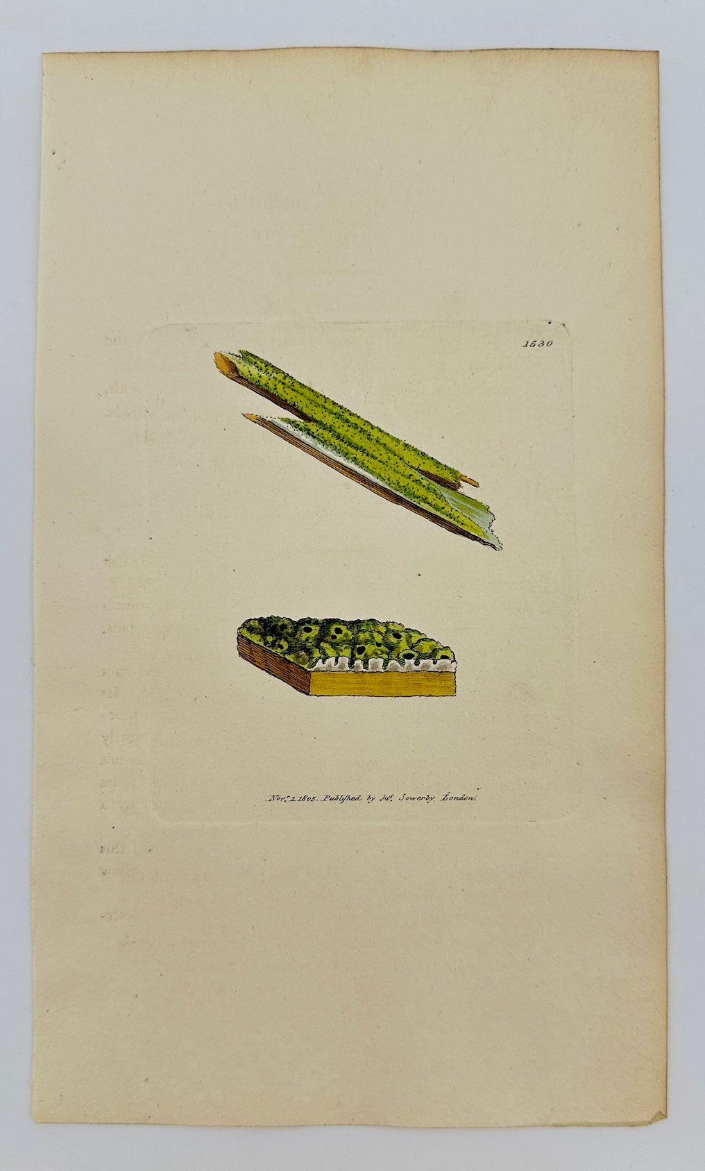 Antique Print - James Sowerby - Lichen Tigillaris - Yellow Rail Lichen - F1