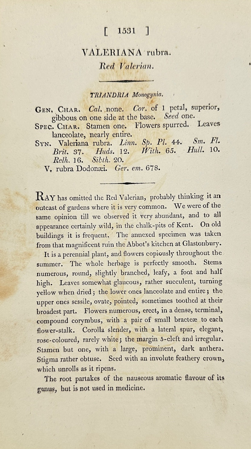 Antique Botanical Print - James Sowerby - Valeriana Rubra - Red Valerian - F1